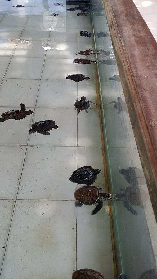威利简易别墅宾馆 吉利特拉旺安 外观 照片